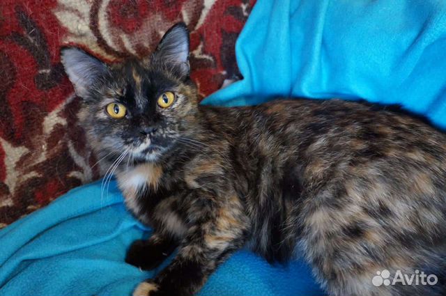 Другие животные