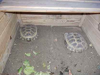 Черепахи сухопутные две штуки