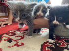 Котята от Сибирской кошки объявление продам