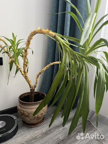 Комнатные цветы юкка