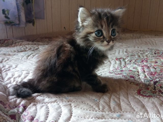 Отдам котенка в добрые руки нижний. Отдам котенка в добрые руки нижний. Отдам котенка в добрые руки нижний. Обычные котята. 2 месячные котята.