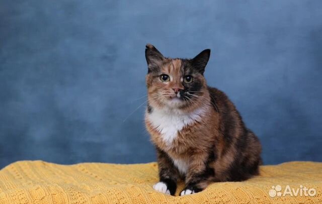 Ищет дом краспица кошка Цветана