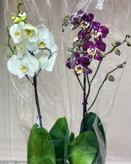 Орхидеи на 1 цветонос