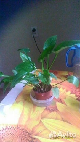 Комнатные растения