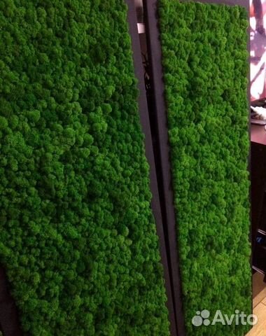 Вертикальное озеленение