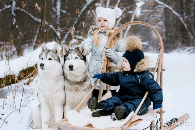 Фотосессии с хаски, катание на собачьей упряжке