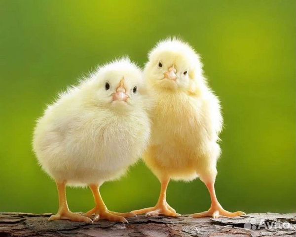 Цыплята бройлеры Кобб 500