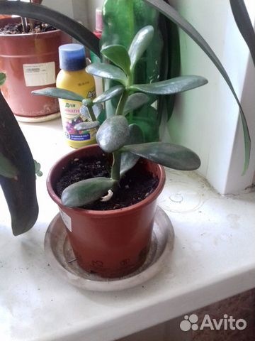 Крассула- толстянка