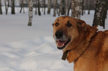 Возьмите собаку из приюта