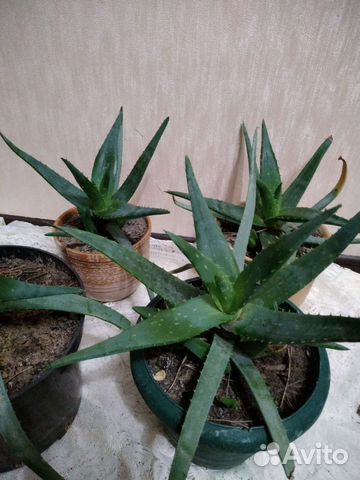 Цветы алоэ вера