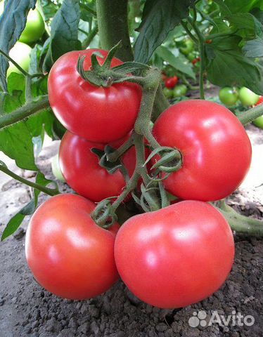 Семена Томата 