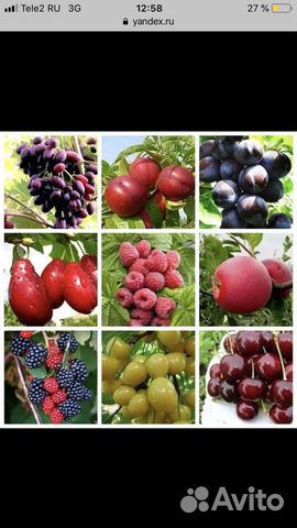 Саженцы Яблонь опт, розница