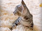 Девонрекс котенок мраморный объявление продам