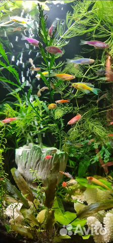 Данио гло, тернеция гло, коридоросы