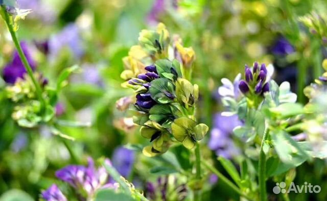 Семена многолетних трав и медоносов