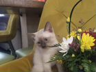 Чистокровные голубые котята Меконгский Бобтейл (ко