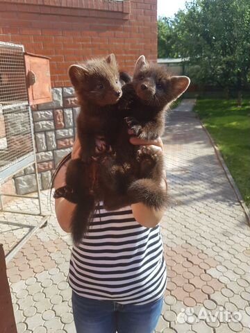 Шенки домашнего соболя и хоря