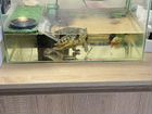 Черепаха (красноухая) аквариум,обогреватель,фильтр объявление продам