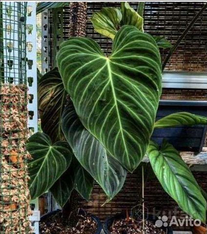 Филодендрон Андрианум энд Верикоссум