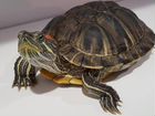 Красноухая черепаха бесплатно с аквариумом 10 л