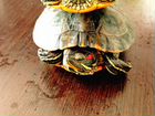 2 красноухие черепахи + аквариум + лампа + грунт объявление продам