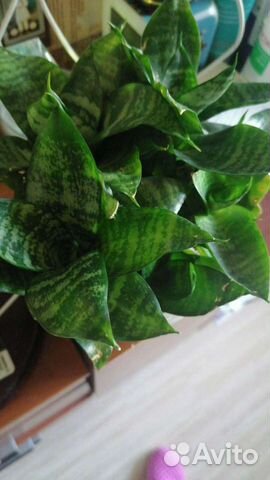 Сансевиерия Хана (каменная роза)