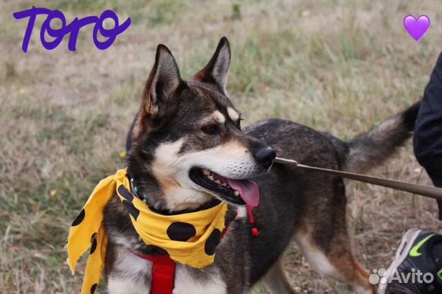 Молодой пёс из приюта ищет хозяина