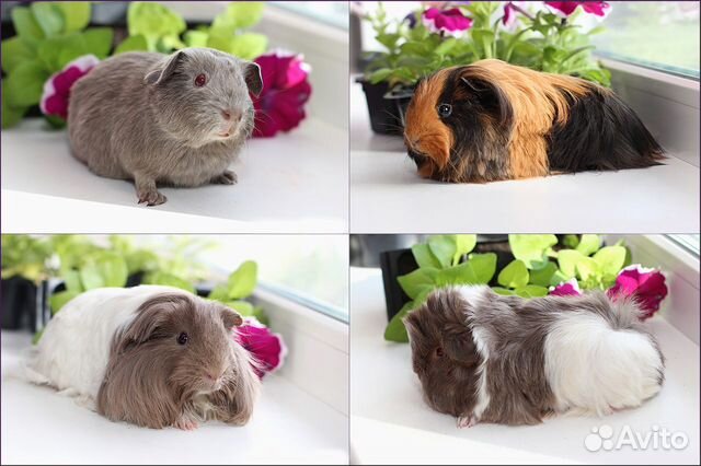 Морские свинки альпака, шелти, тедди, перуанская