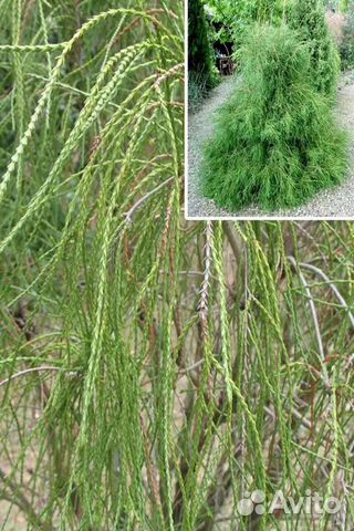 Туя западная Филиформис