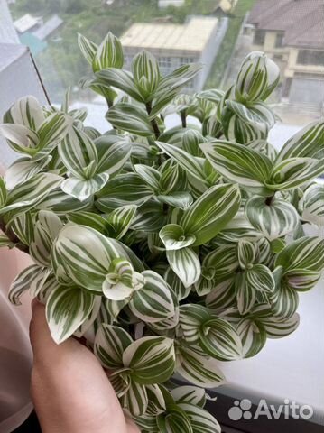 Традесканция белая