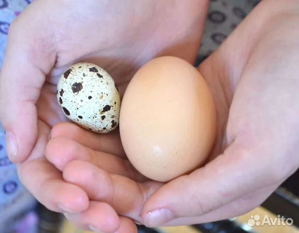 Домашние деревенские куриные яйца / перепелиные