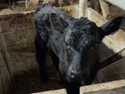 Продам бычков мясной породы объявление продам