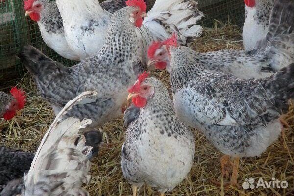 Борковская барвистая (цыплята, яйцо)