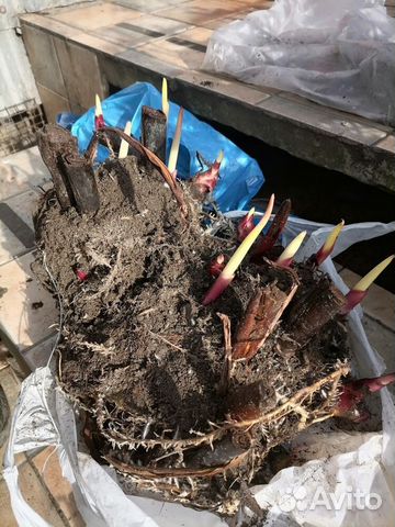 Клубни Канны