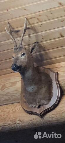 Чучело касули