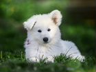 Продаётся щенок Белой Швейцарской овчарки объявление продам