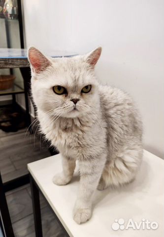 Кошка экзот или метис бесплатно