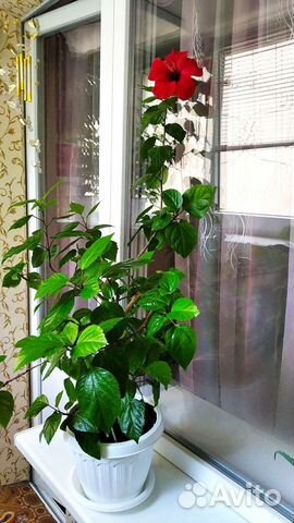 Роза китайская