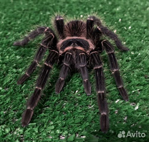 Паук Lasiodora parahybana