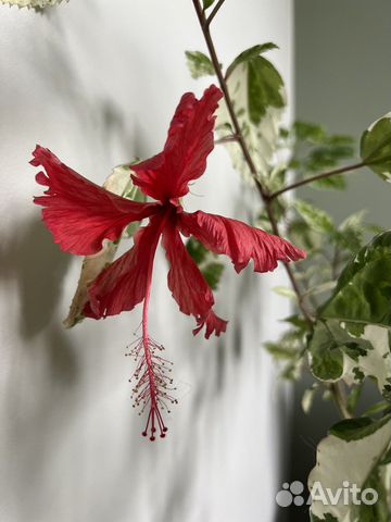Гибискус китайский