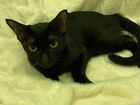 Черная кошка объявление продам