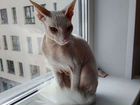 Канадский Сфинкс котенок объявление продам