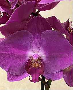 Купить орхидею во владимире купить комнатные цветы в интернет магазин москва