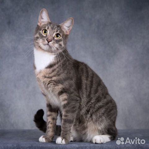 Молодой ласковый кот Стёпка