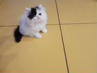 Персидский котенок (перс - экзот )