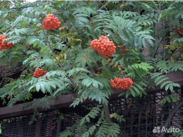 Саженцы красная рябина