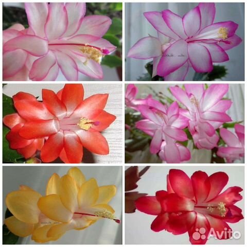 Декабрист шлюмбергера сортовые