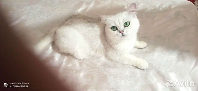 Серебристая шиншилла вязка