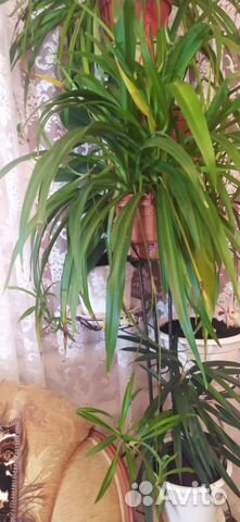 Хлорофитум