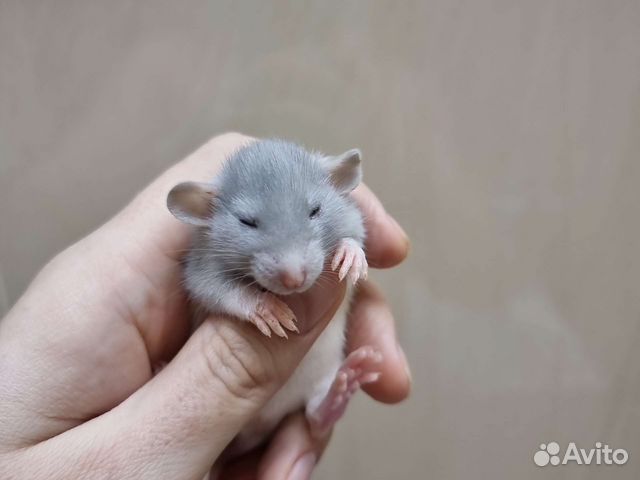 Крысята крысы дамбо хаски